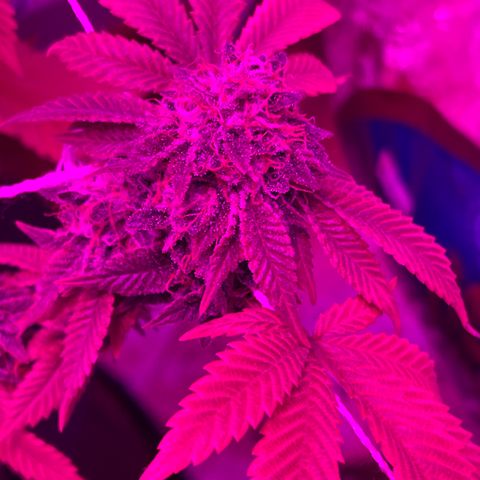 Gelato #33 growlog timeline photo