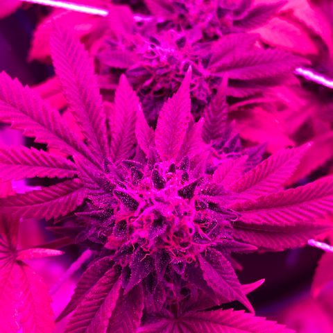 Gelato #33 growlog timeline photo