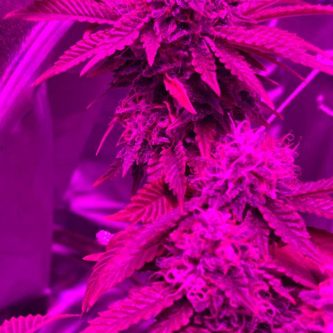 Gelato #33 growlog timeline photo