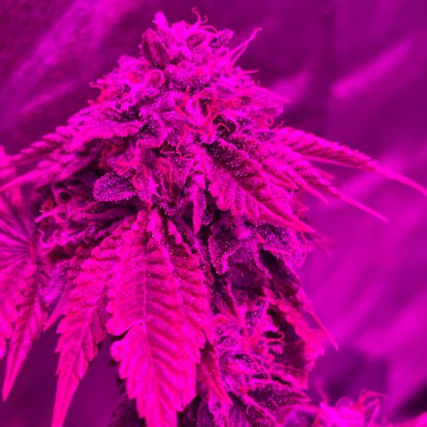 Gelato #33 growlog timeline photo