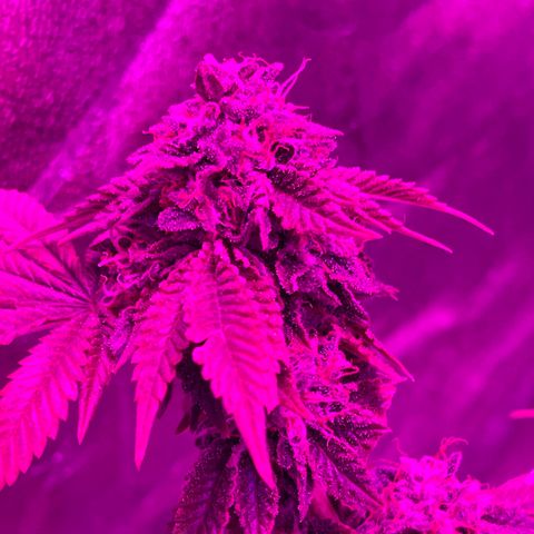 Gelato #33 growlog timeline photo