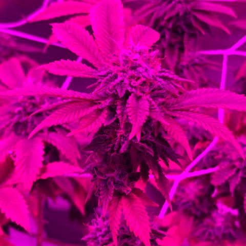 Gelato #33 growlog timeline photo