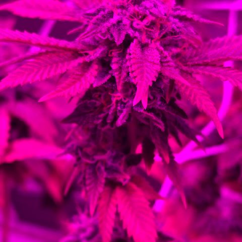 Gelato #33 growlog timeline photo