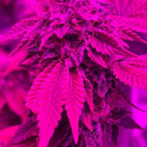 Gelato #33 growlog timeline photo