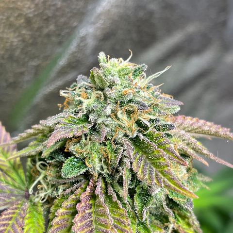 Gelato #33 growlog timeline photo