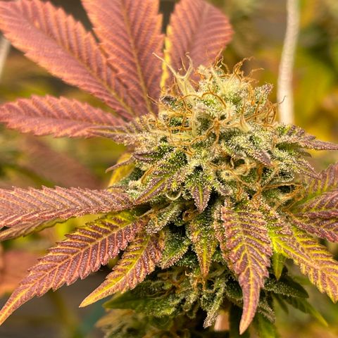 Gelato #33 growlog timeline photo