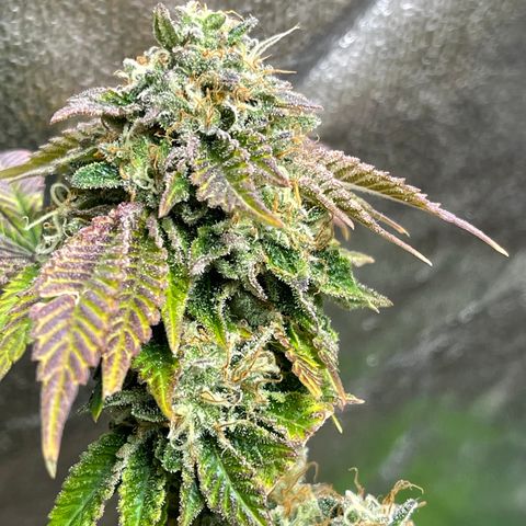 Gelato #33 growlog timeline photo