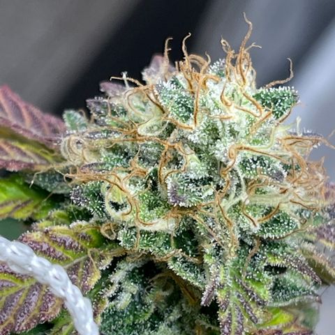 Gelato #33 growlog timeline photo