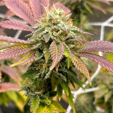 Gelato #33 growlog timeline photo