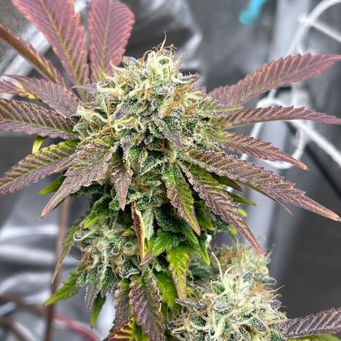 Gelato #33 growlog timeline photo