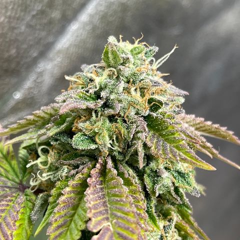 Gelato #33 growlog timeline photo