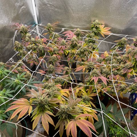 Gelato #33 growlog timeline photo