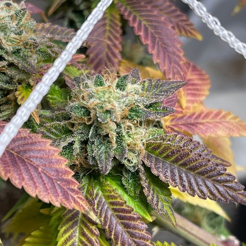Gelato #33 growlog timeline photo