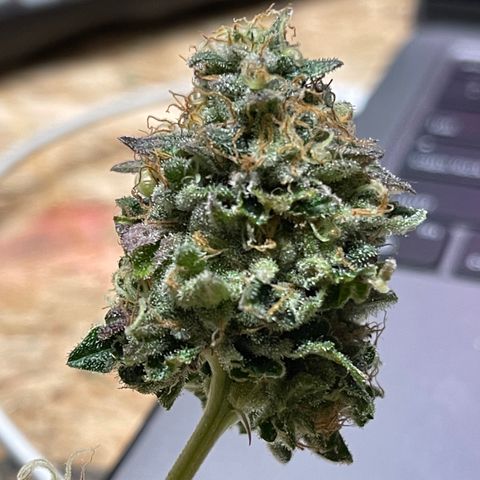 Gelato #33 growlog timeline photo