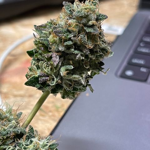 Gelato #33 growlog timeline photo