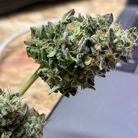 Gelato #33 growlog timeline photo
