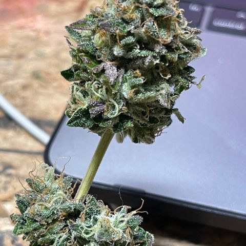 Gelato #33 growlog timeline photo