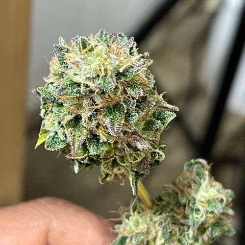 Gelato #33 growlog timeline photo
