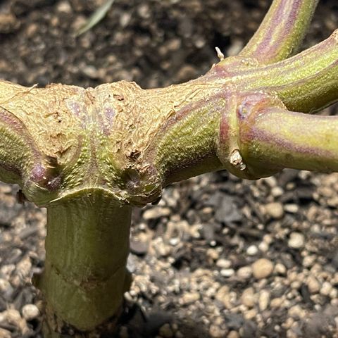 Gelato #33 growlog timeline photo