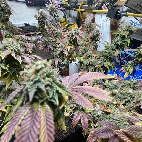 Gelato #33 growlog timeline photo