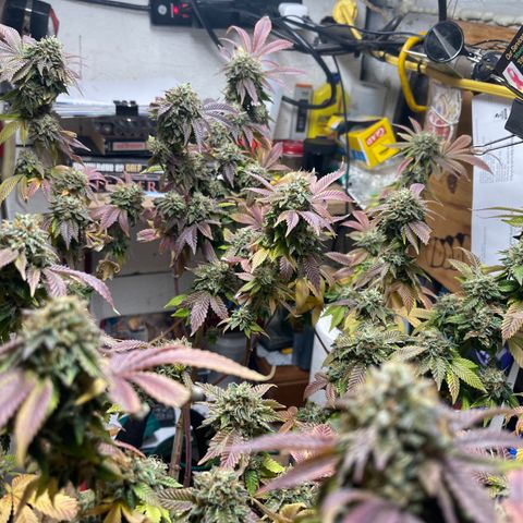 Gelato #33 growlog timeline photo