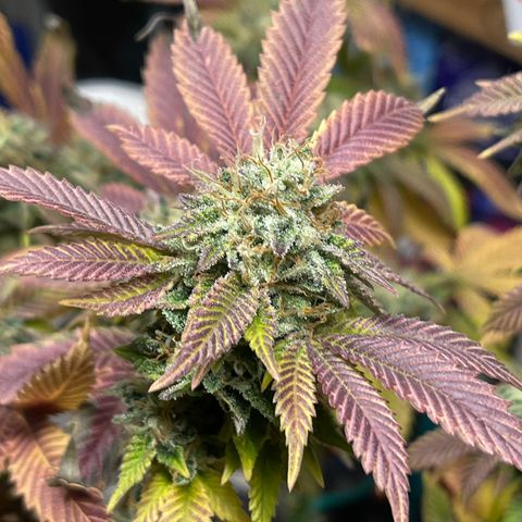 Gelato #33 growlog timeline photo