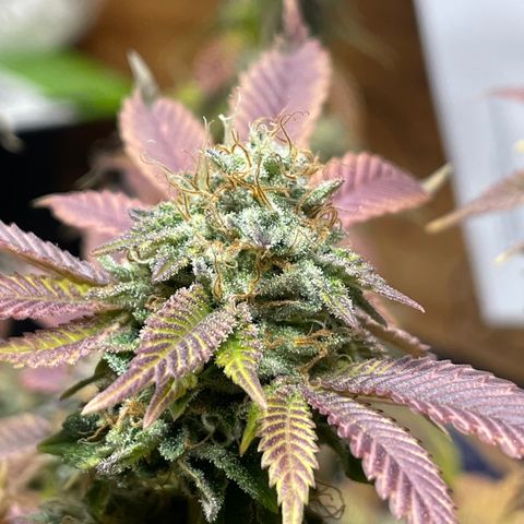 Gelato #33 growlog timeline photo