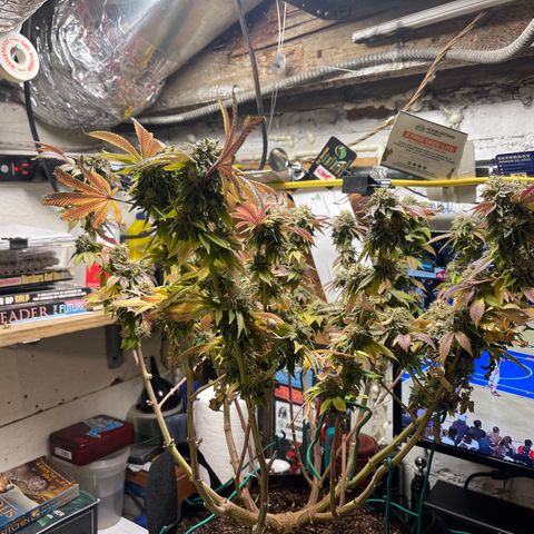 Gelato #33 growlog timeline photo