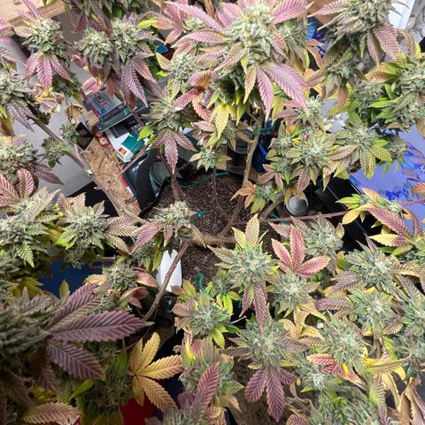 Gelato #33 growlog timeline photo