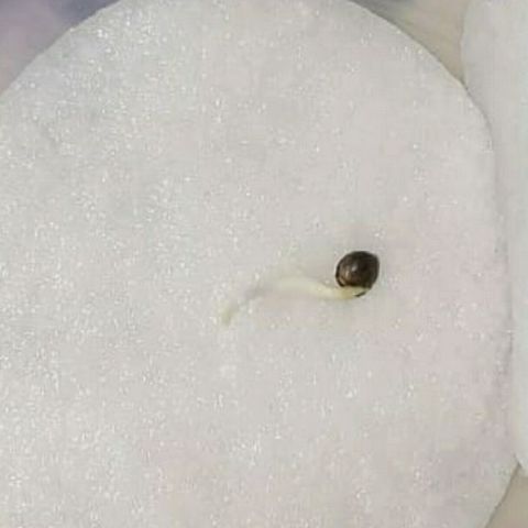 Lowryder #2 Auto #1 growlog photo: Проростание корешка на третий день около одного сантиметра 