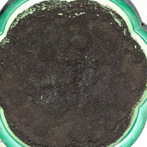 Lowryder #2 Auto #1 growlog photo: Пересадка в знмлю