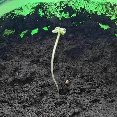 Lowryder #2 Auto #1 growlog timeline photo