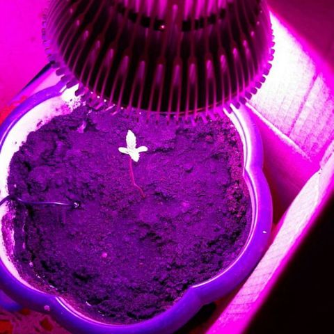 Lowryder #2 Auto #1 growlog timeline photo