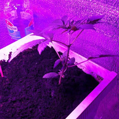 Lowryder #2 Auto #1 growlog photo: Полив