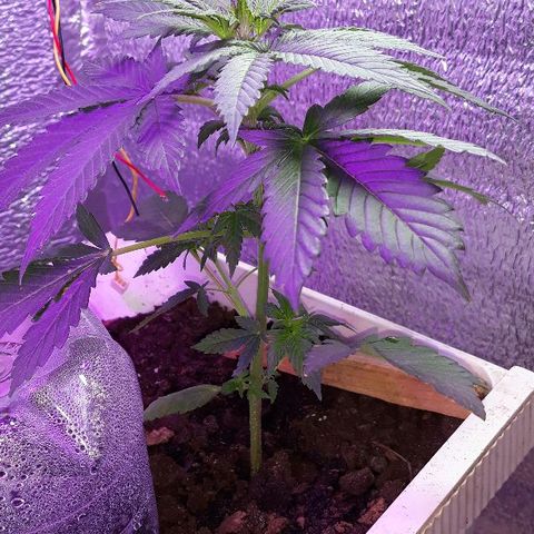 Lowryder #2 Auto #1 growlog photo: Оклемался после пересадки