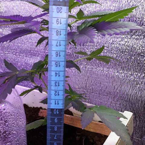 Lowryder #2 Auto #1 growlog timeline photo