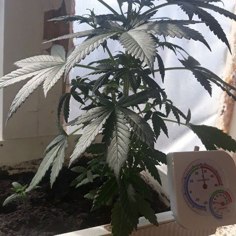 Lowryder #2 Auto #1 growlog timeline photo