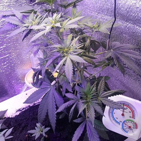 Lowryder #2 Auto #1 growlog timeline photo