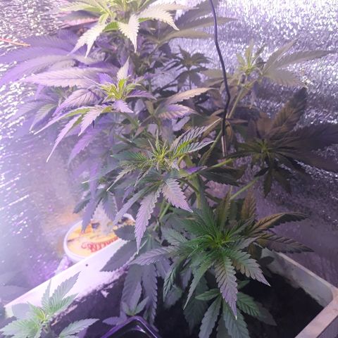 Lowryder #2 Auto #1 growlog timeline photo