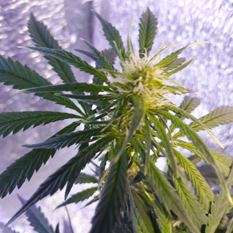 Lowryder #2 Auto #1 growlog timeline photo