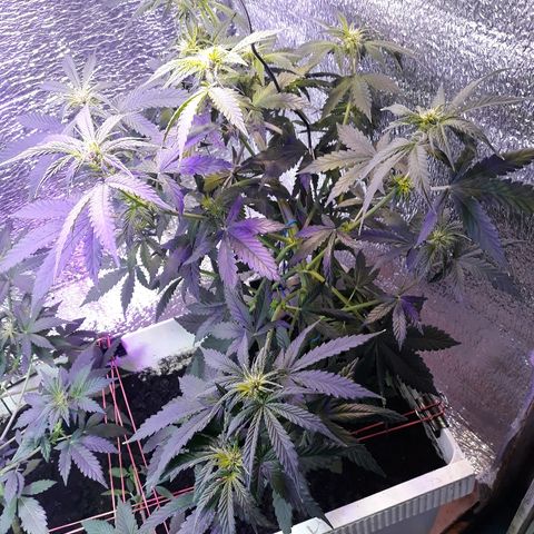 Lowryder #2 Auto #1 growlog timeline photo