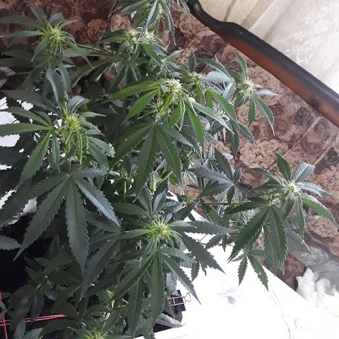Lowryder #2 Auto #1 growlog timeline photo