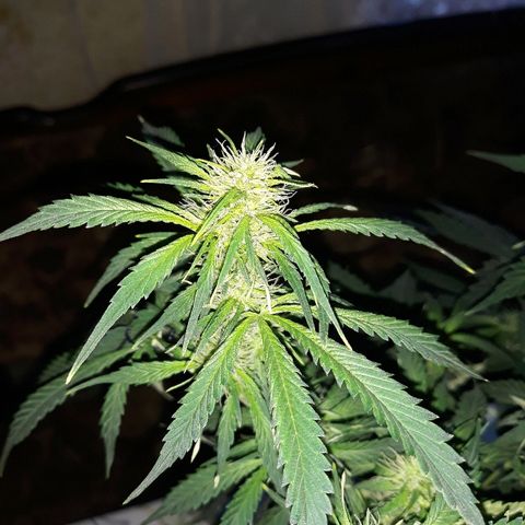 Lowryder #2 Auto #1 growlog timeline photo