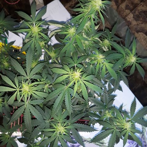 Lowryder #2 Auto #1 growlog timeline photo