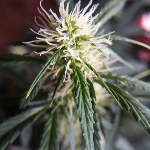 Lowryder #2 Auto #1 growlog timeline photo