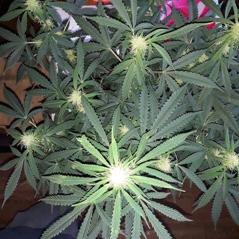 Lowryder #2 Auto #1 growlog timeline photo