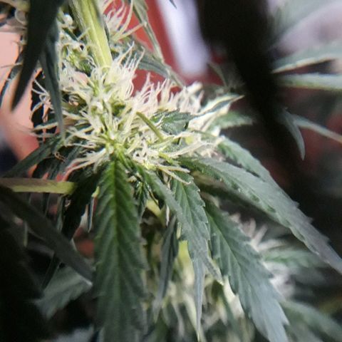 Lowryder #2 Auto #1 growlog timeline photo