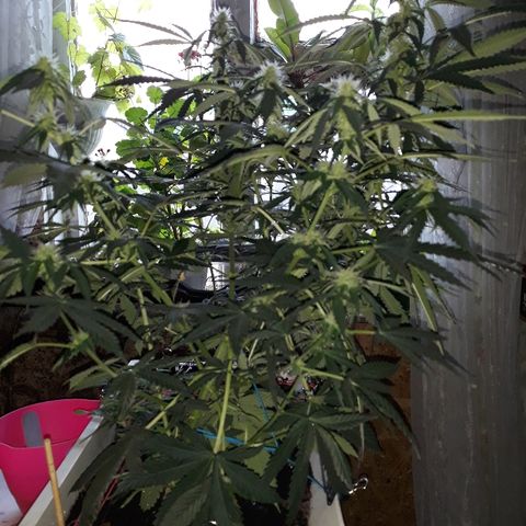 Lowryder #2 Auto #1 growlog timeline photo