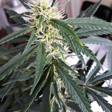 Lowryder #2 Auto #1 growlog timeline photo