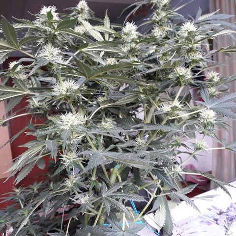Lowryder #2 Auto #1 growlog timeline photo